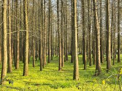 -蜀冈西峰生态公园