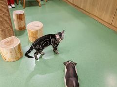 -藦茜花园宠物主题亲子互动体验馆(国顺东路店)