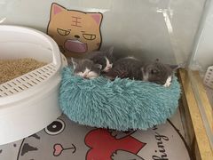 -糯米喵星人总部直营旗舰店·猫舍·幼猫出售