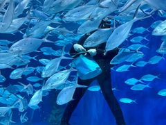 -上海海洋水族馆