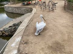 -哈尔滨北方森林动物园