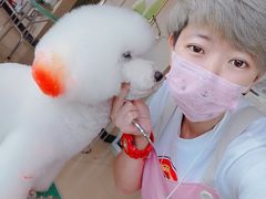 -优缇多格专业宠物美容师培训学校