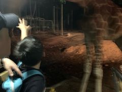 -清迈夜间动物园