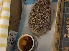 -派联宠物医院·24h·CT·异宠