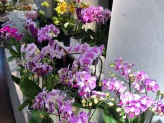 -溪岸路花鸟市场