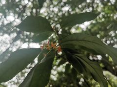 -杭州植物园
