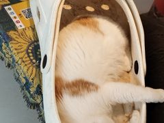 -平行世界·猫咖(首经贸店)