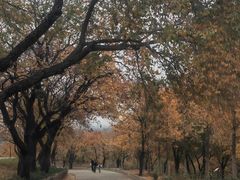 -北京西山国家森林公园