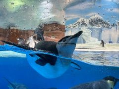 -海合安成都极地海洋公园