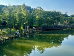 -王借岗森林公园