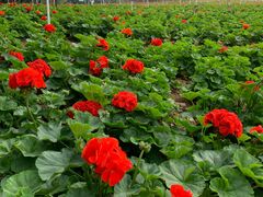 -松山湖梦幻百花洲