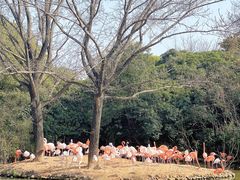-上海野生动物园