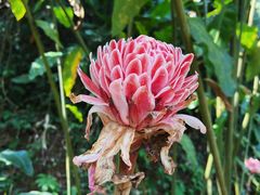 -西双版纳原始森林公园