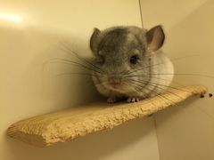 -龙猫仔乐园(惠福东路店)