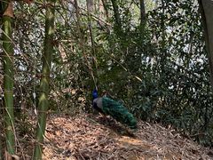 -云南勐巴娜西珍奇园
