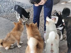 -柴犬高等学院·狗咖·柴犬售卖·宠物训练