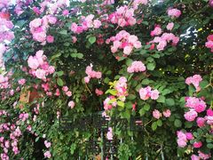 -国家植物园南园