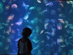 -烟台海昌鲸鲨海洋公园