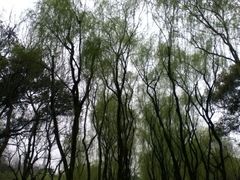 iphone_upload_pic-柳浪闻莺公园