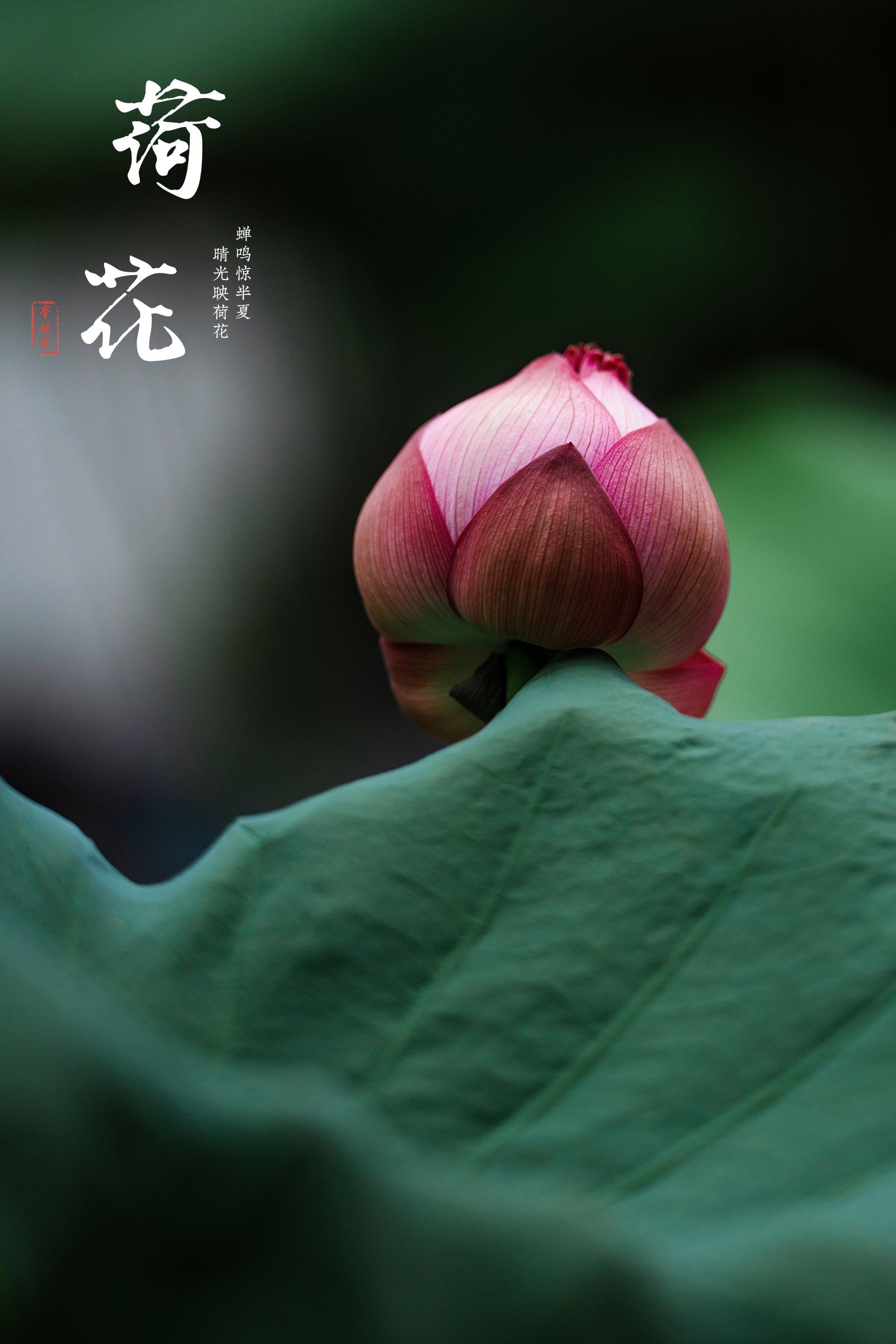 来六榕寺🪷感受千年古寺与荷花的禅意交响