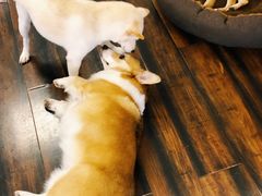 -豆柴町-柴犬主题狗咖(红鼎国际C座店)