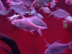 -乌鲁木齐海洋馆