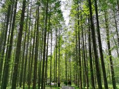 -黄海国家森林公园