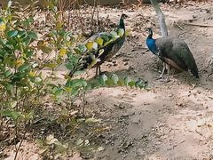 -西霞口神雕山野生动物世界