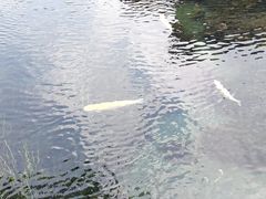 -富士山吉田線五合目