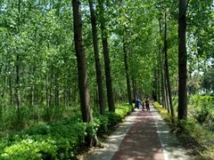 -合肥滨湖国家森林公园