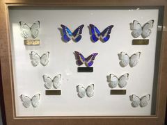 -上海昆虫博物馆