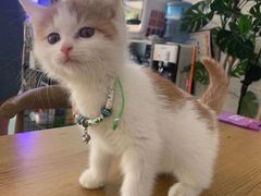 -平行世界·猫咖(首经贸店)