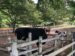 -神户市立六甲山牧场