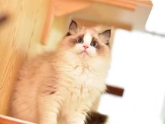 -青奢宠物·青奢猫舍