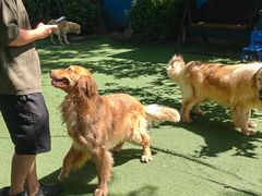 -宠物寄养训练学校