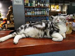 -咖法森林·咖啡  酒吧(天河店)