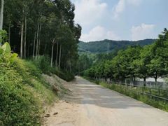 -黄埔油麻山森林公园