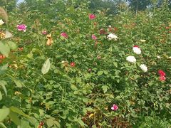 -天津东丽湖风景区