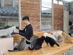 -喵屿·大理花园猫咖