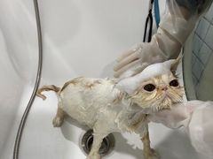-屋虎猫馆(宝安大仟里店)
