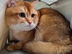 -翊宠yipet猫狗购宠庄园犬舍•猫舍