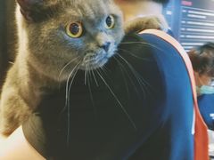 -八公叔叔宠物美容连锁(春申店)