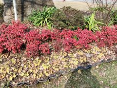 -西北湖绿化广场