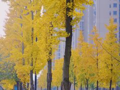 -成都南湖公园