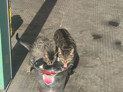 -派特宠物医院(圆融广场店)