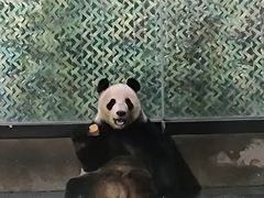 -上海野生动物园