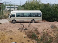 -鄂尔多斯野生动物园