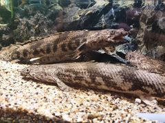 -太平洋海底世界