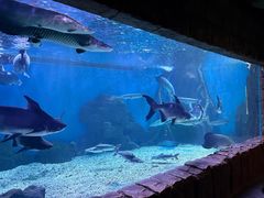 -多彩贵州城极地海洋世界