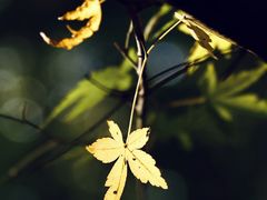 -敬亭山风景名胜区